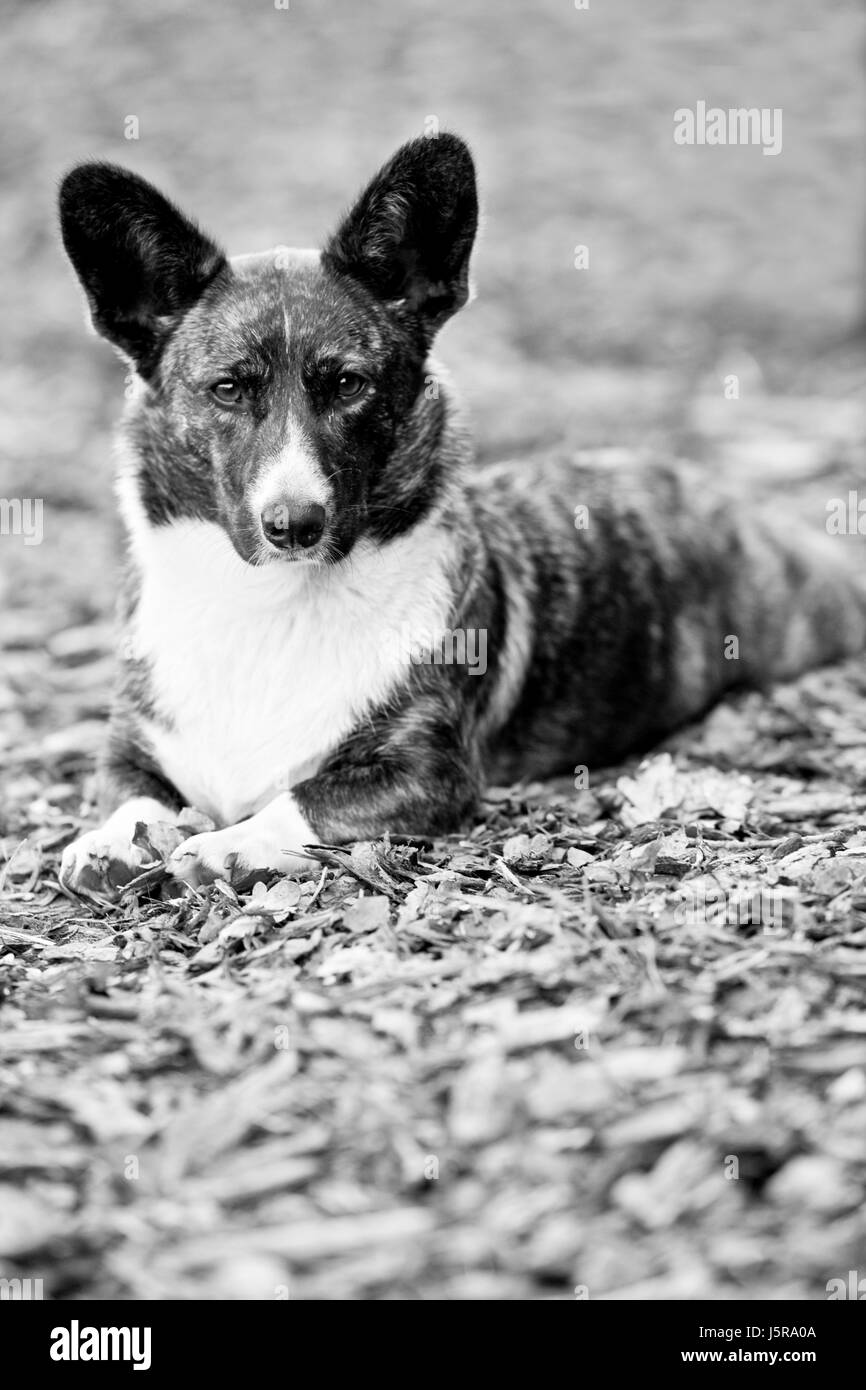 Retrato animal vigilante orejas perro cace para vigilar afilado Hound Dog pedigree Foto de stock