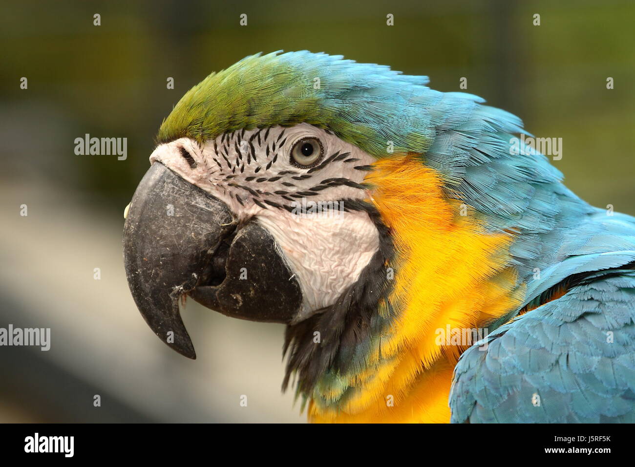 Animales Aves aves Picos pico loro azul pájaro animal animales de color  verde Fotografía de stock - Alamy