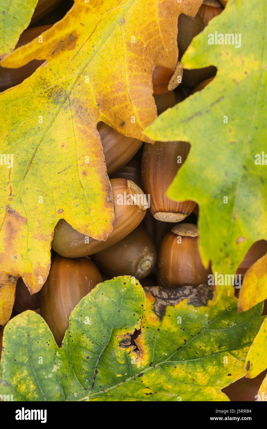 Roble común, roble, Quercus robur, hojas de otoño que cubren caído bellotas. Foto de stock