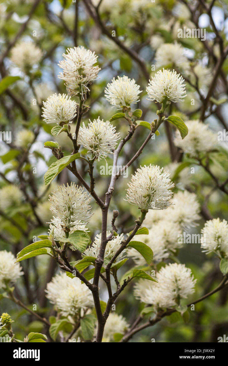 Bruja de montaña aliso, Fothergilla Monticola importante Grupo, flores de color blanco en el árbol. Foto de stock