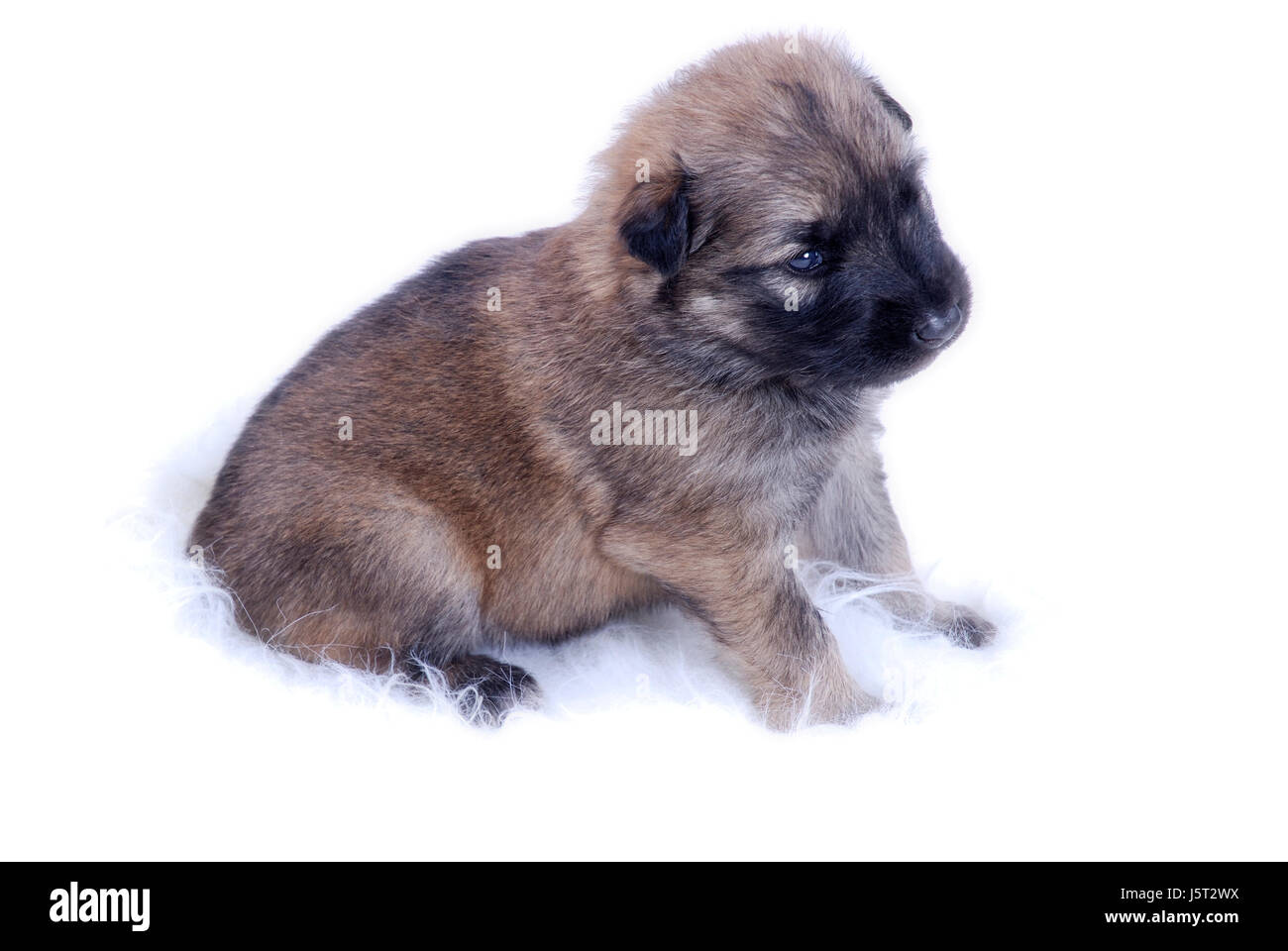 Pequeñas y poco de perro pastor alemán cachorro de perro pastor alemán  mestizo poner Fotografía de stock - Alamy