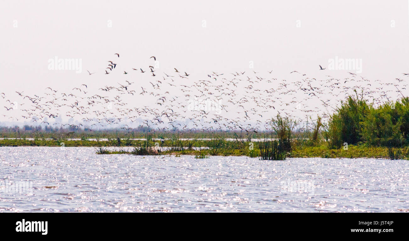 Una bandada de pájaros elevarse desde las orillas del río Shire, el Parque Nacional de Liwonde, Malawi, Africa. Foto de stock