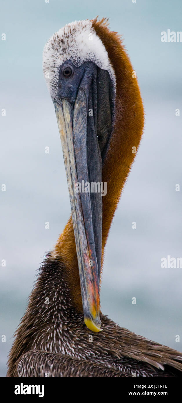 Retrato de un pelícano. Aves marinas. Las Islas Galápagos. Ecuador. Foto de stock