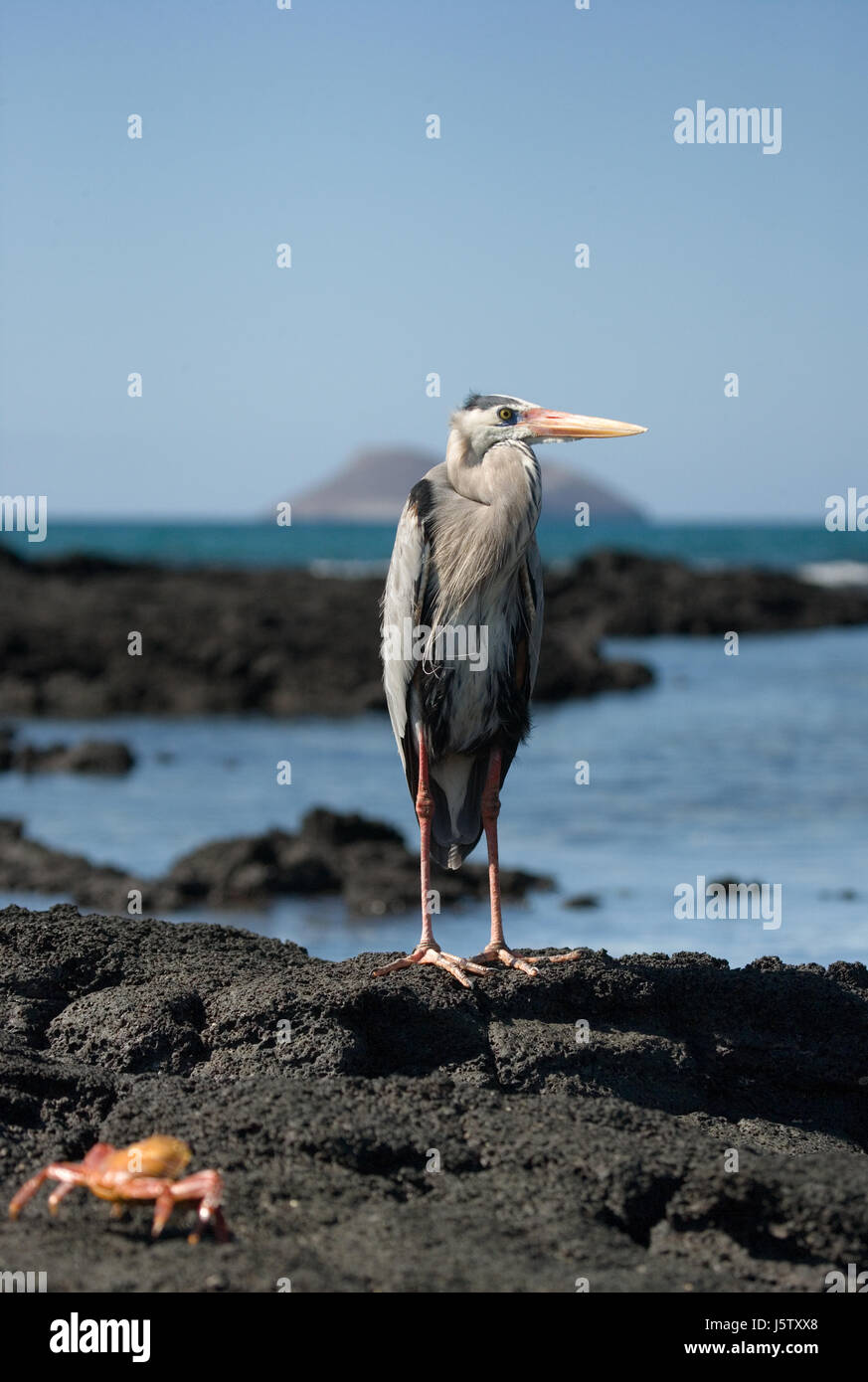 Heron de pie sobre las rocas en el fondo del océano. Las Islas Galápagos. Las aves. Ecuador. Una excelente ilustración. Foto de stock