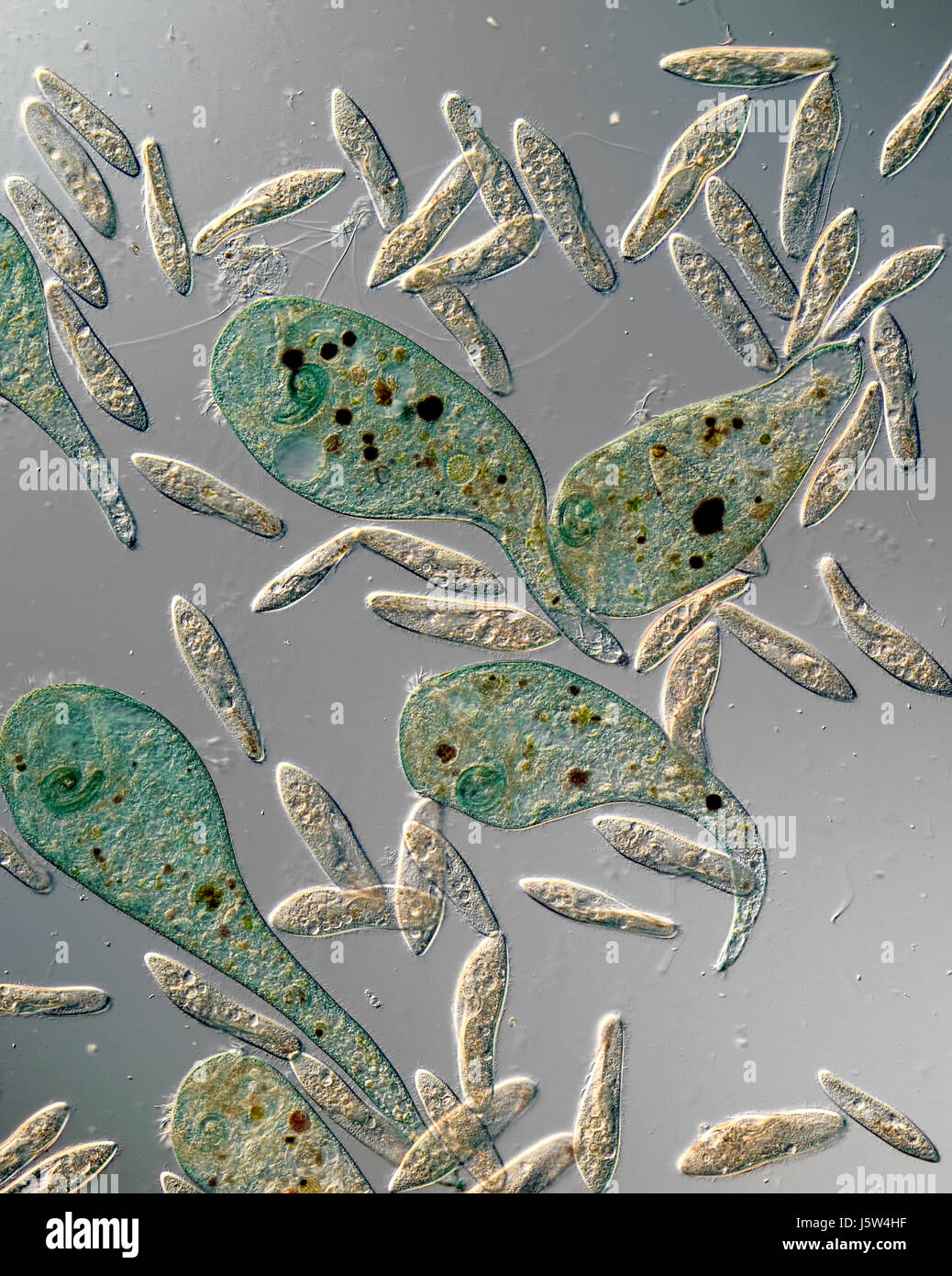 Cultura microscopio las células microscópicas protozoen einzeller pantoffeltierchen Foto de stock