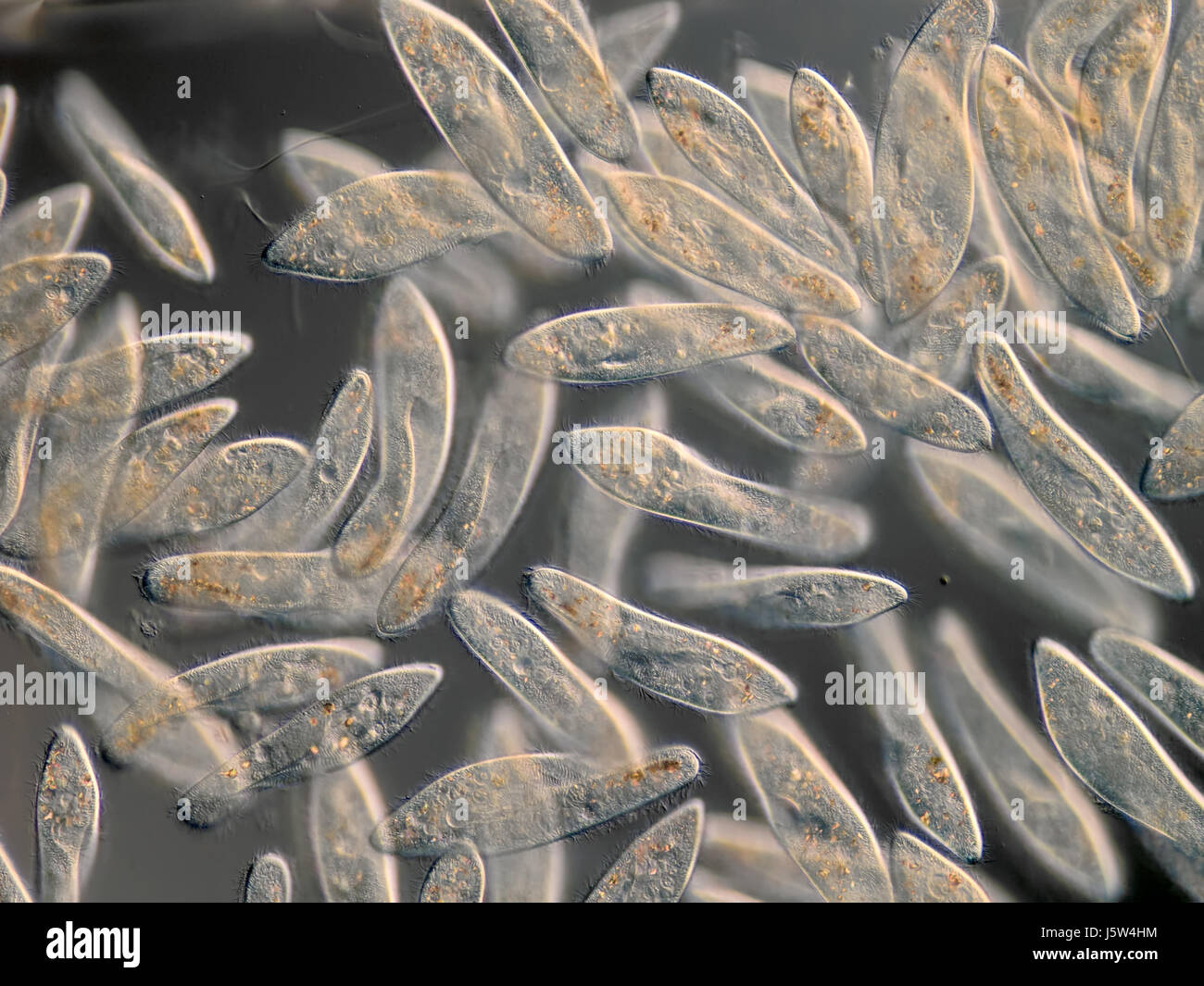 Cultura microscopio las células microscópicas protozoen einzeller pantoffeltierchen Foto de stock