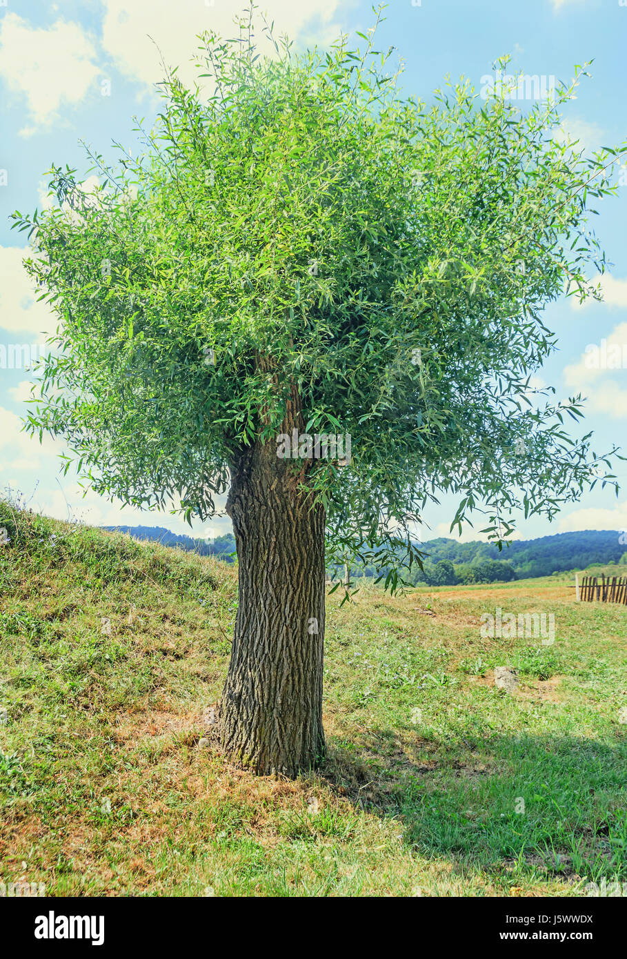 Árbol verde sauce, sauce, mimbre forman el género Salix, retrato Fotografía  de stock - Alamy