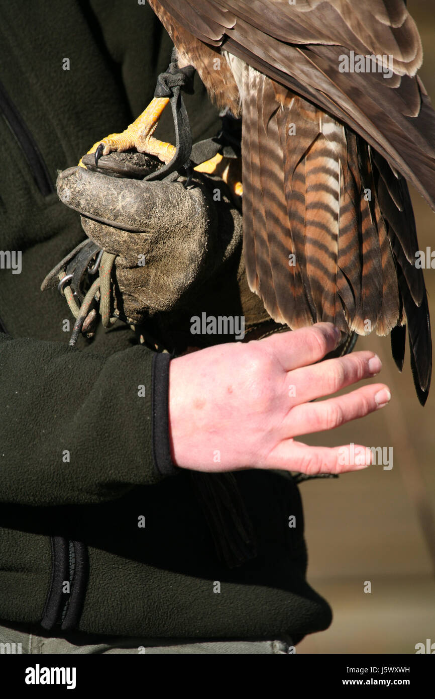 Guante falconer cetrería gauntlet aves rapaces aves rapaces guante  Fotografía de stock - Alamy
