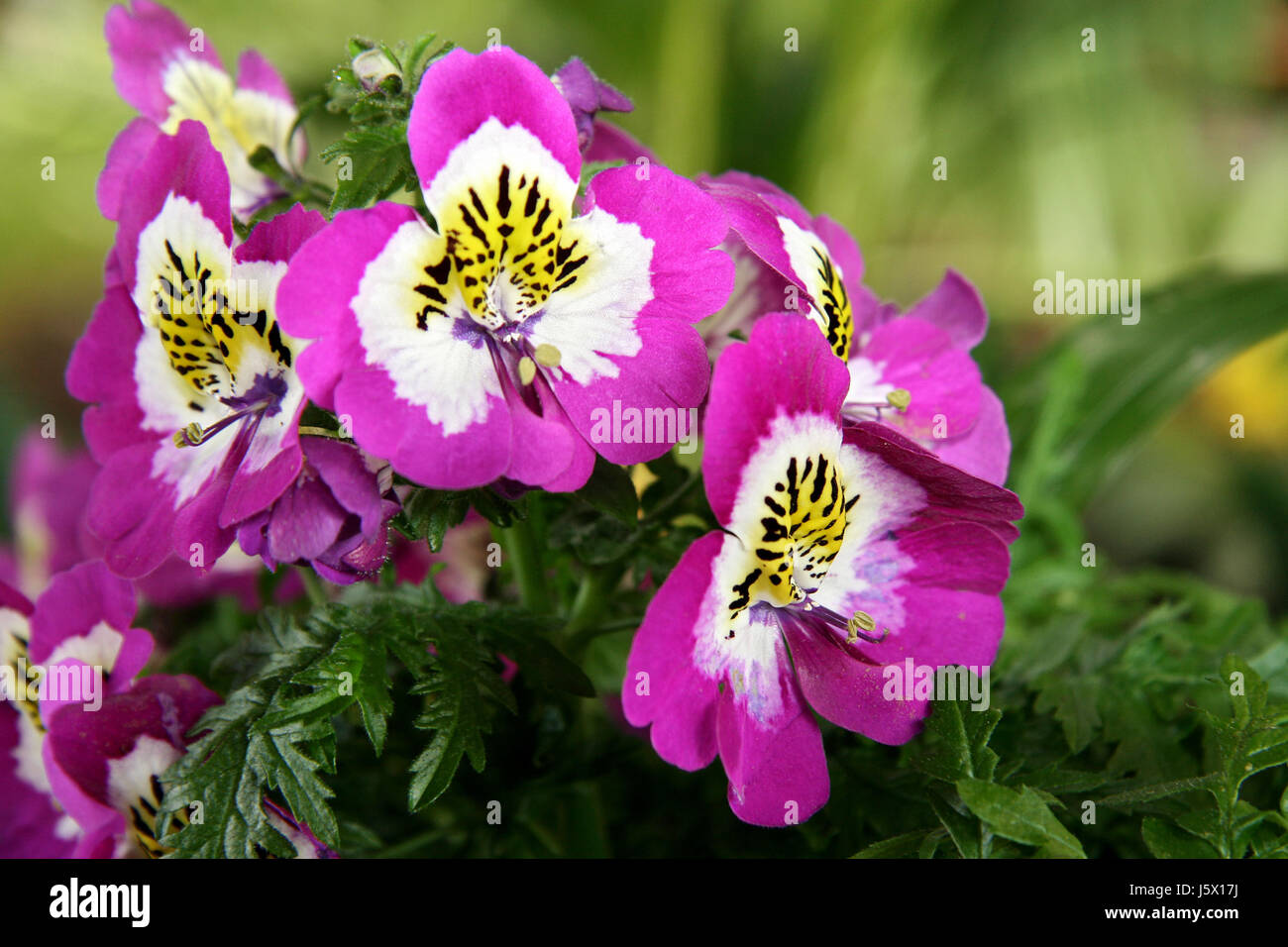 Novedad zapatos brilla mucho lucent luz luminosa sereno jardín de plantas flor Foto de stock