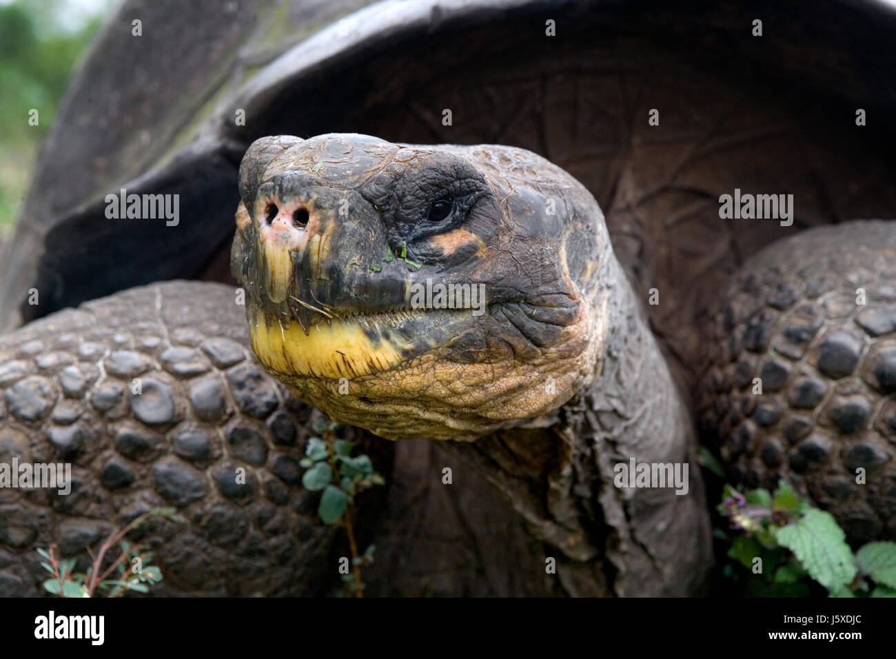 Retrato de tortugas gigantes. Las Islas Galápagos. Océano Pacífico. Ecuador. Foto de stock