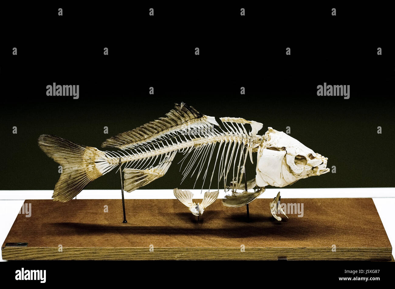 Biología esqueleto huesos de peces pescados foto modelo modelo de aletas de hueso lomo espinas