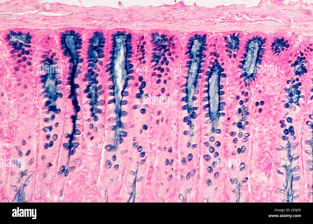 Sección transversal del conejo digestión tintado conejos dickdarm microscópica microscopio Foto de stock