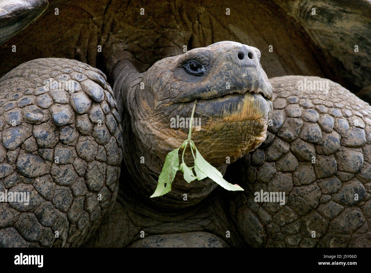 Retrato de tortugas gigantes. Las Islas Galápagos. Océano Pacífico. Ecuador. Foto de stock