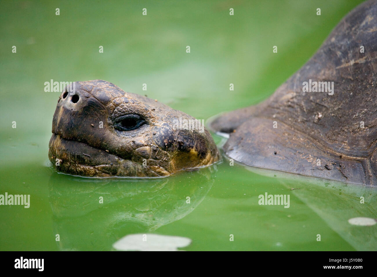 Retrato de tortugas gigantes. Las Islas Galápagos. Océano Pacífico. Ecuador. Foto de stock