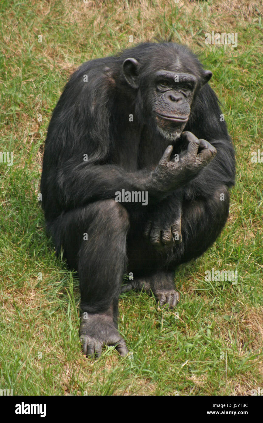 Sensación guardarropa Conquistar Los animales de piel de mono chimpancé bestial antropoide wild animal mono  piel vello Fotografía de stock - Alamy
