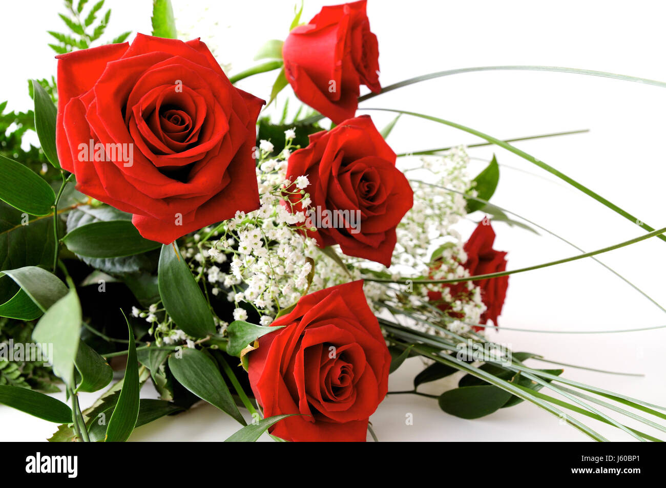 Planta de flores flores rosas de amor en amor se enamoró de planta de flor rosa roja Foto de stock