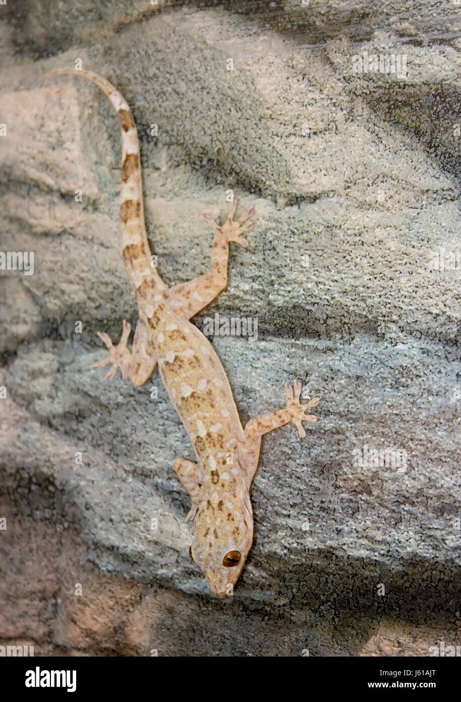 Mascota reptil gecko terrario headlong deporte ejecutar ejecuta Foto de stock