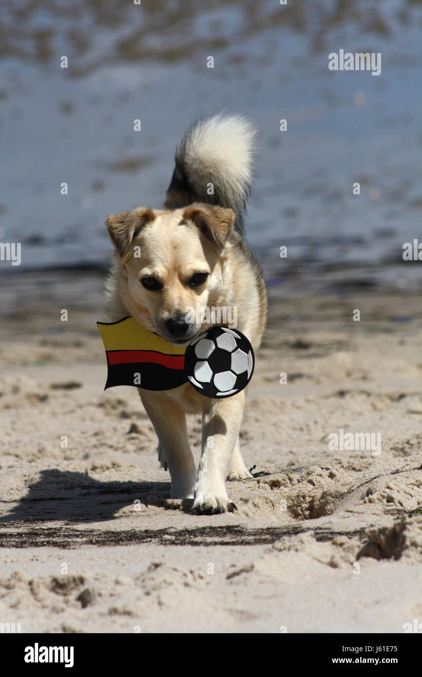 Perro vuela fotografías e imágenes de alta resolución - Alamy