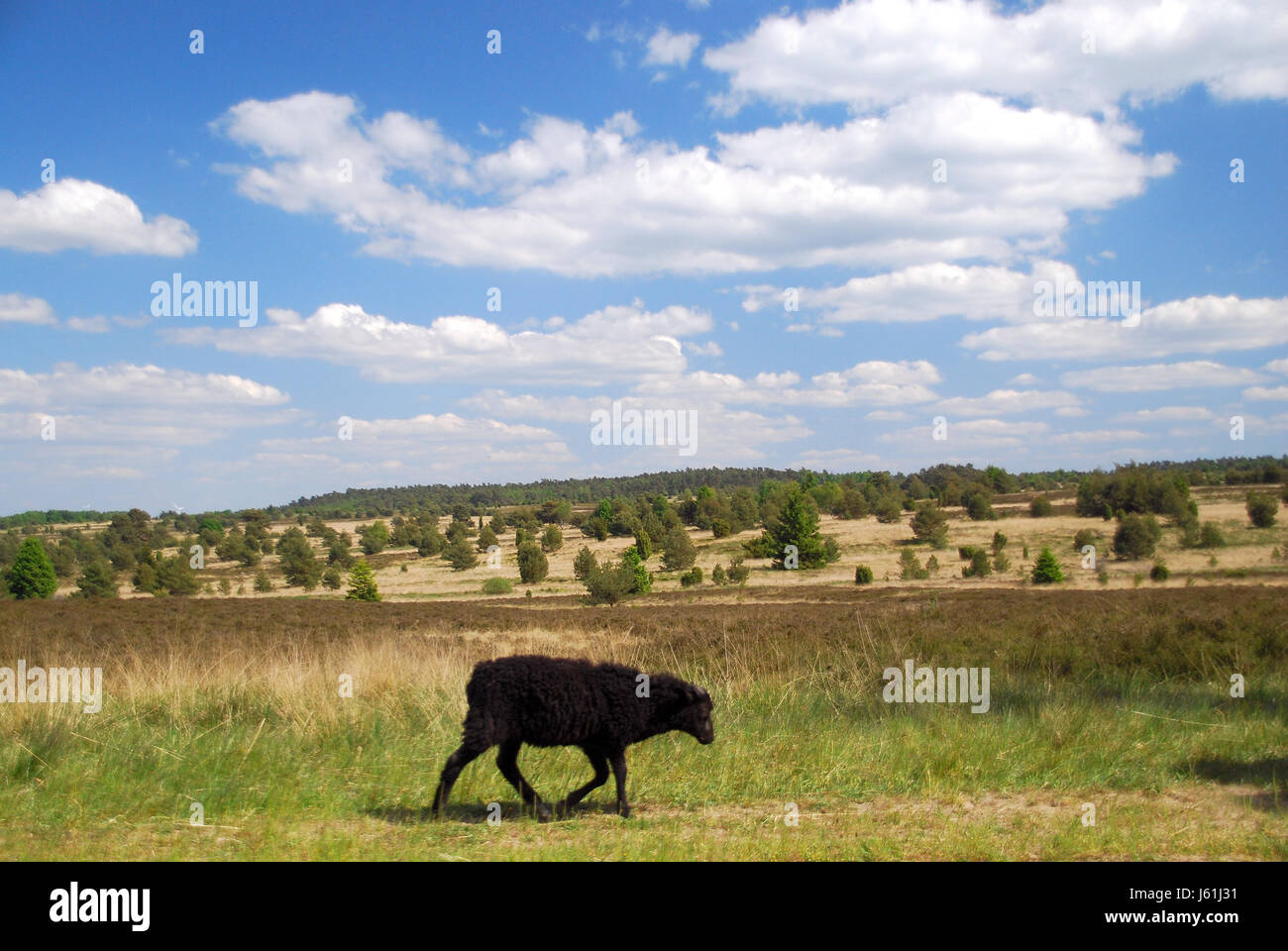 Heath paisaje paisaje naturaleza animal animales del rebaño de ovejas Ovejas Heath (PL). Foto de stock