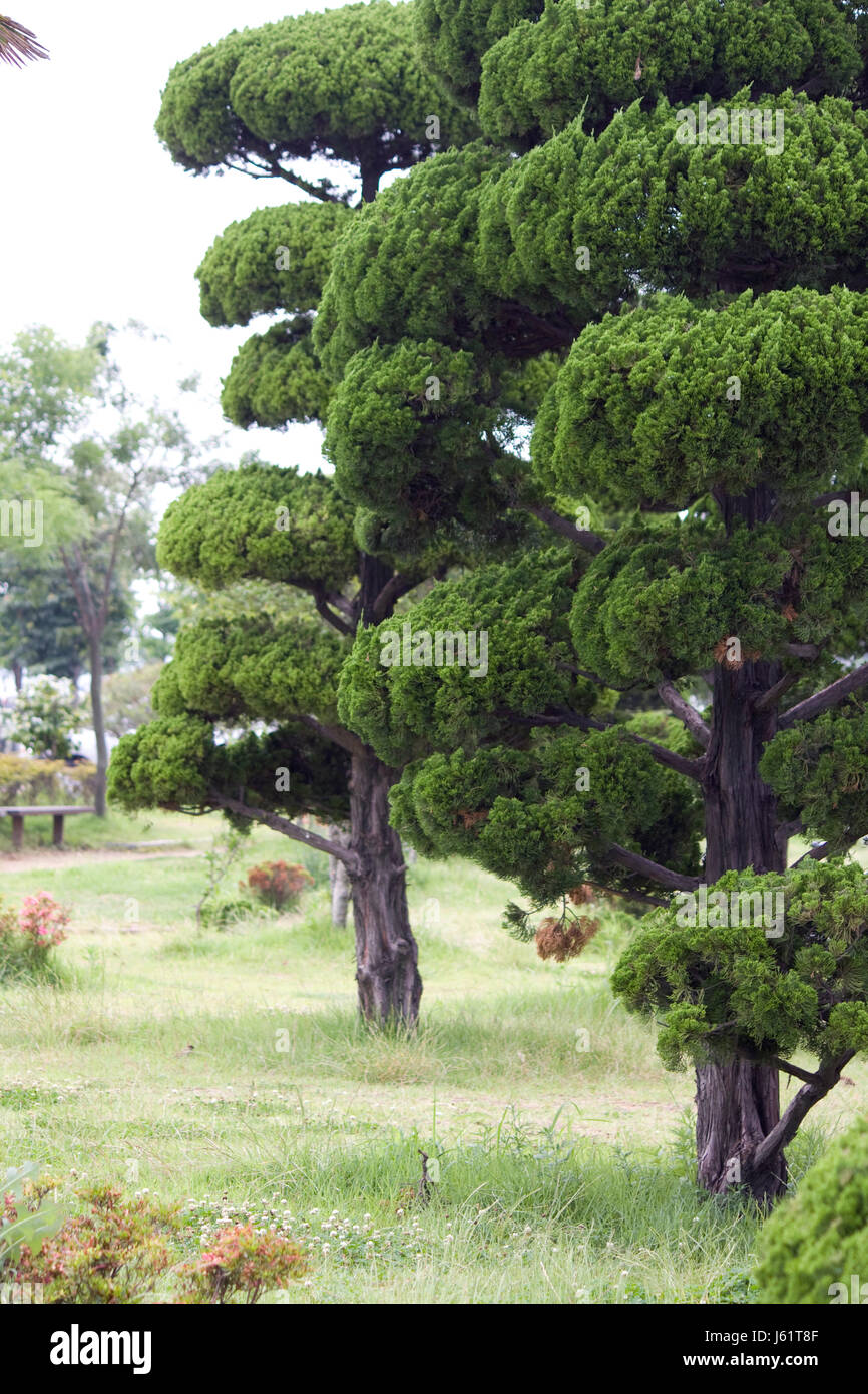 Jardín de árboles Árbol conífero asia corea jardines de árboles forestales de  Asia jardín de árboles abeto Fotografía de stock - Alamy