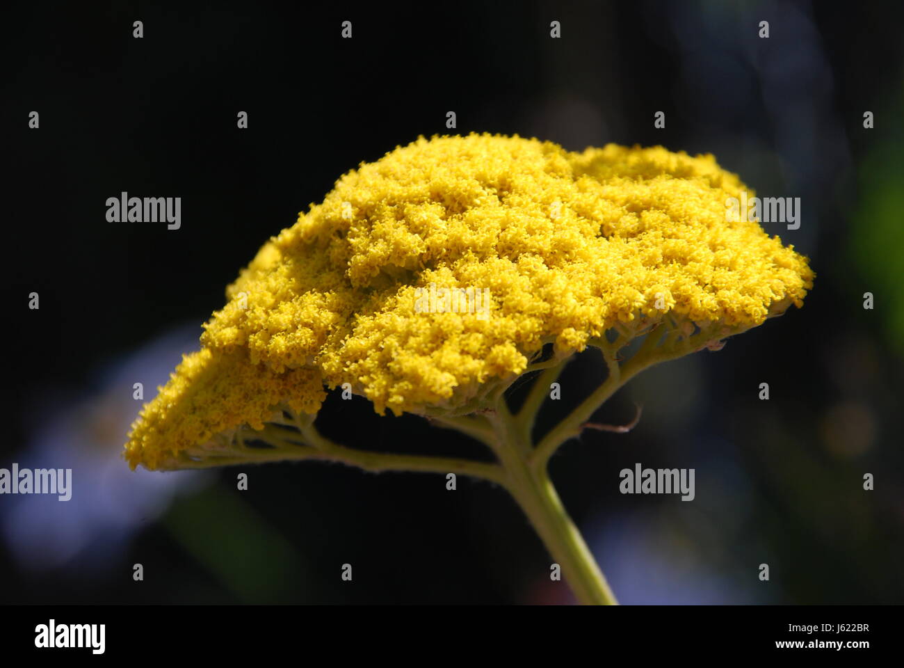 Yarrow gavilla de plantas medicinales de plantas de flor en flor florecer bloom floreciente Foto de stock