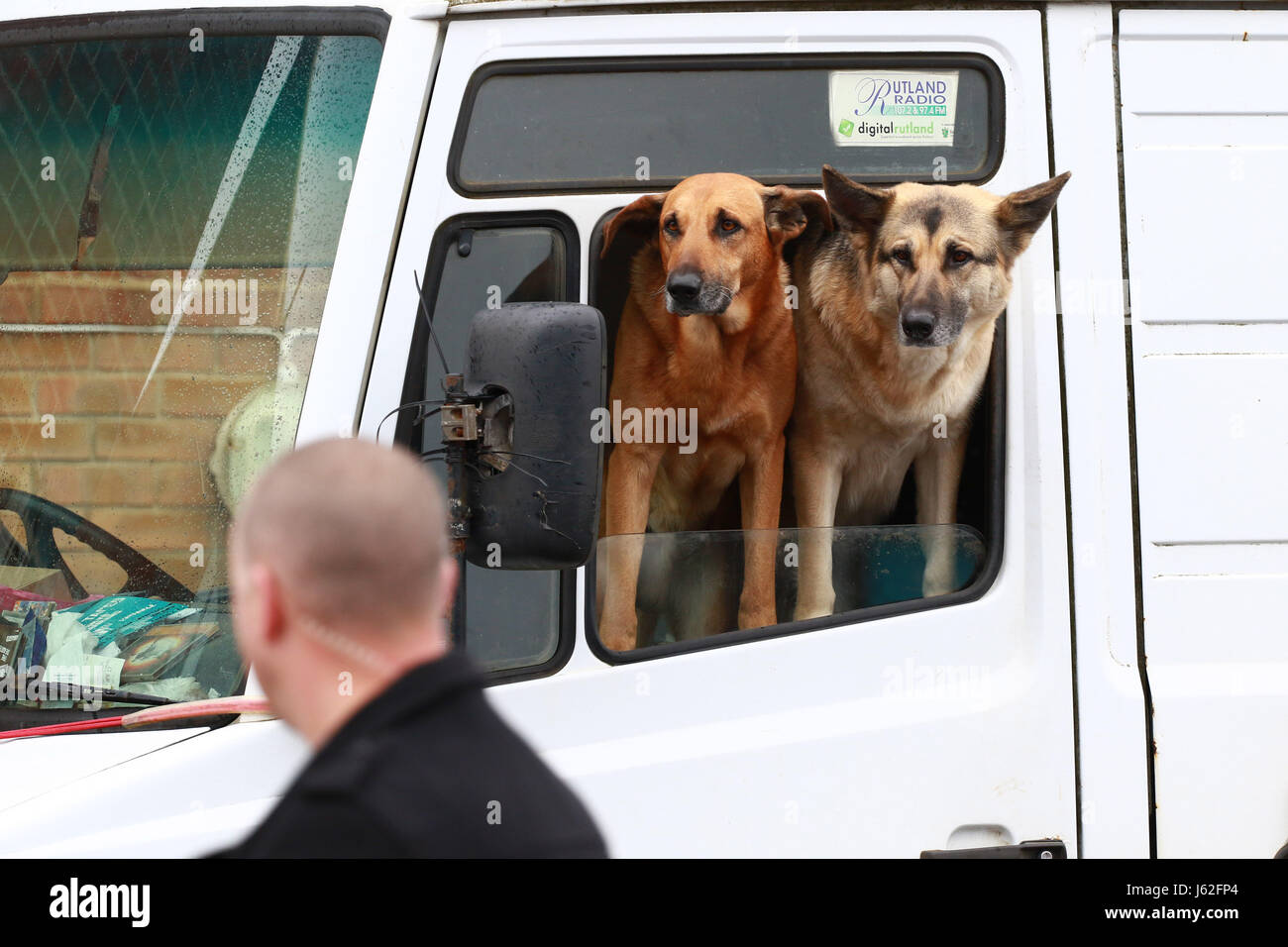 Peterborough, Cambridgeshire, Reino Unido. 19 de mayo de 2017. Dos perros Pastor Alemán asomarse fuera de la ventana de una furgoneta esperando Jeremy Corbyn en Peterborough, Cambridgeshire, Reino Unido el 19 de mayo de 2017. Jeremy Corbyn es en el período electoral en el Reino Unido antes de las Elecciones Generales del 8 de junio de 2017. Crédito: Paul Marriott/Alamy Live News Foto de stock