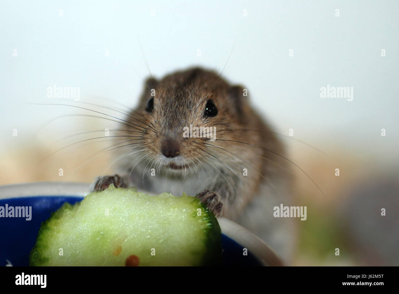 Ratón peludo roedor vole lemming roedor peludo desfiladero de pepino para engullir devorar Foto de stock