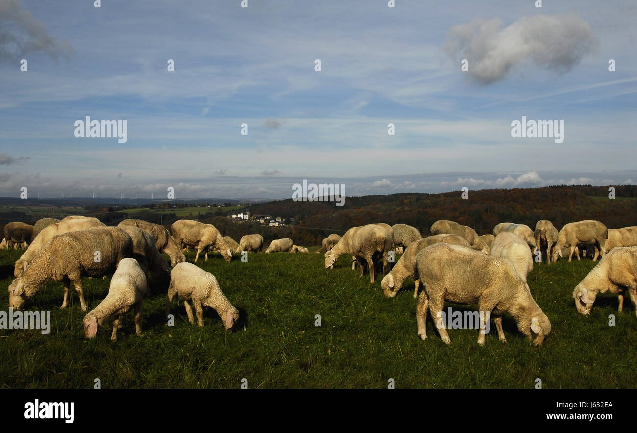 Rebaño de OVEJAS OVEJAS (pl.) willow corderos de rebaño de ovejas Ovejas (pl.) cordero Foto de stock