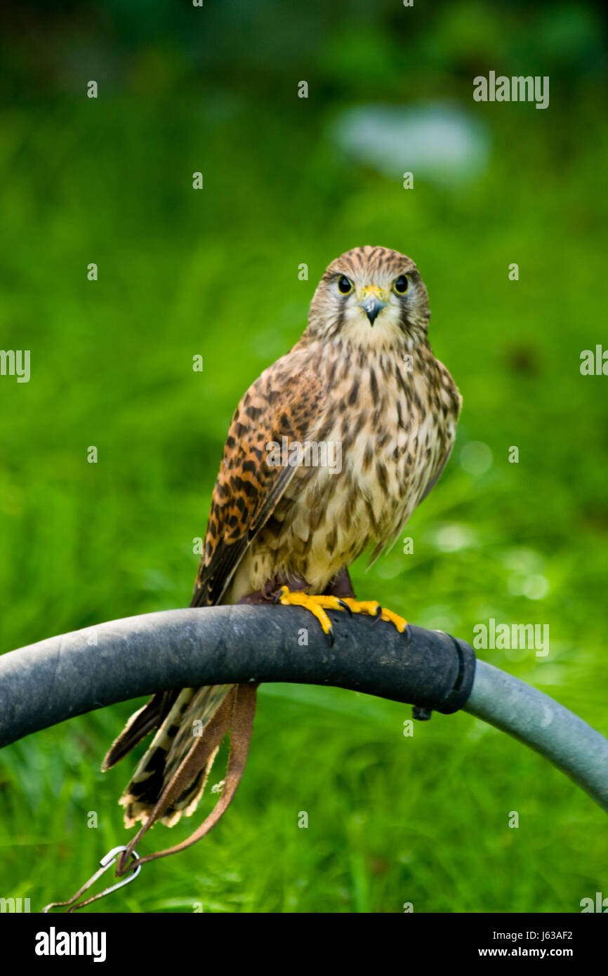 Falcon wing plumaje plumas de aves plumas de aves rapaces raptor Falcon  Fotografía de stock - Alamy