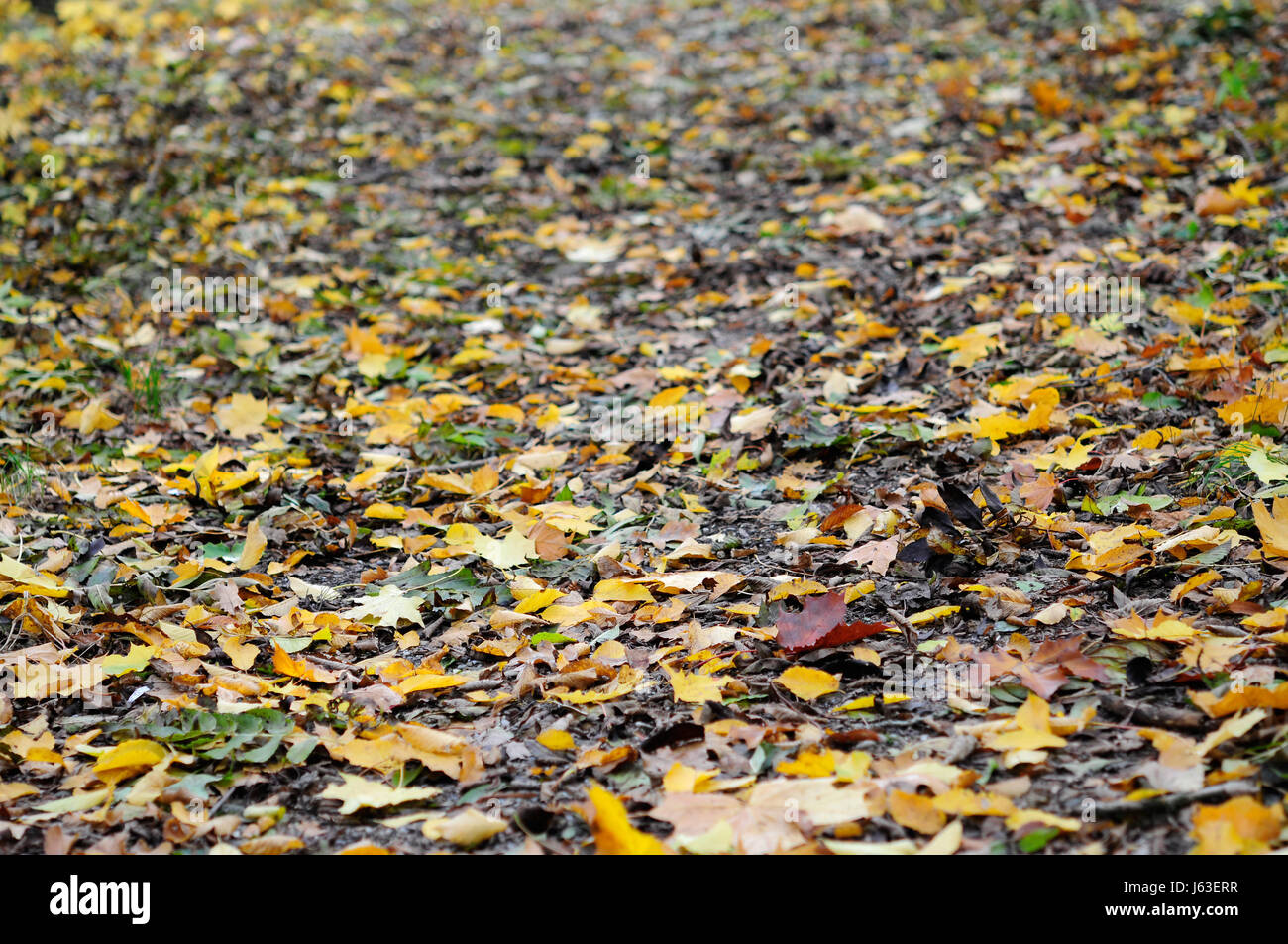 Deja caer el follaje de otoño bosque verde pardusco hojas de color marrón morena Foto de stock