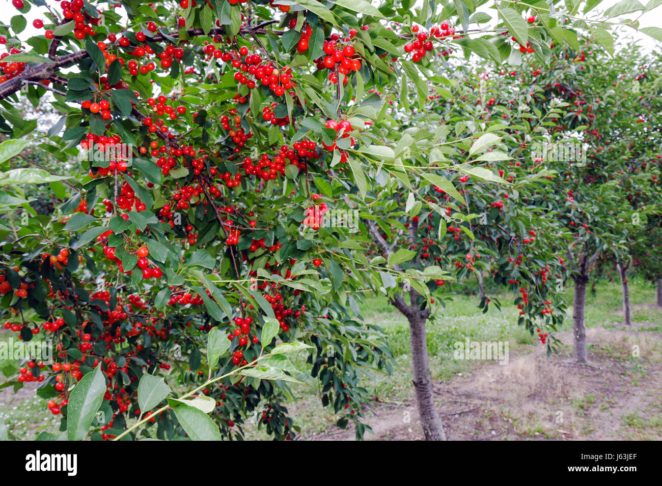 Michigan Traverse City,Old Mission Peninsula,cereza huerta,árbol,fruta,ceraso,racimos,agricultura,rama,rojo,MI080717101 Foto de stock