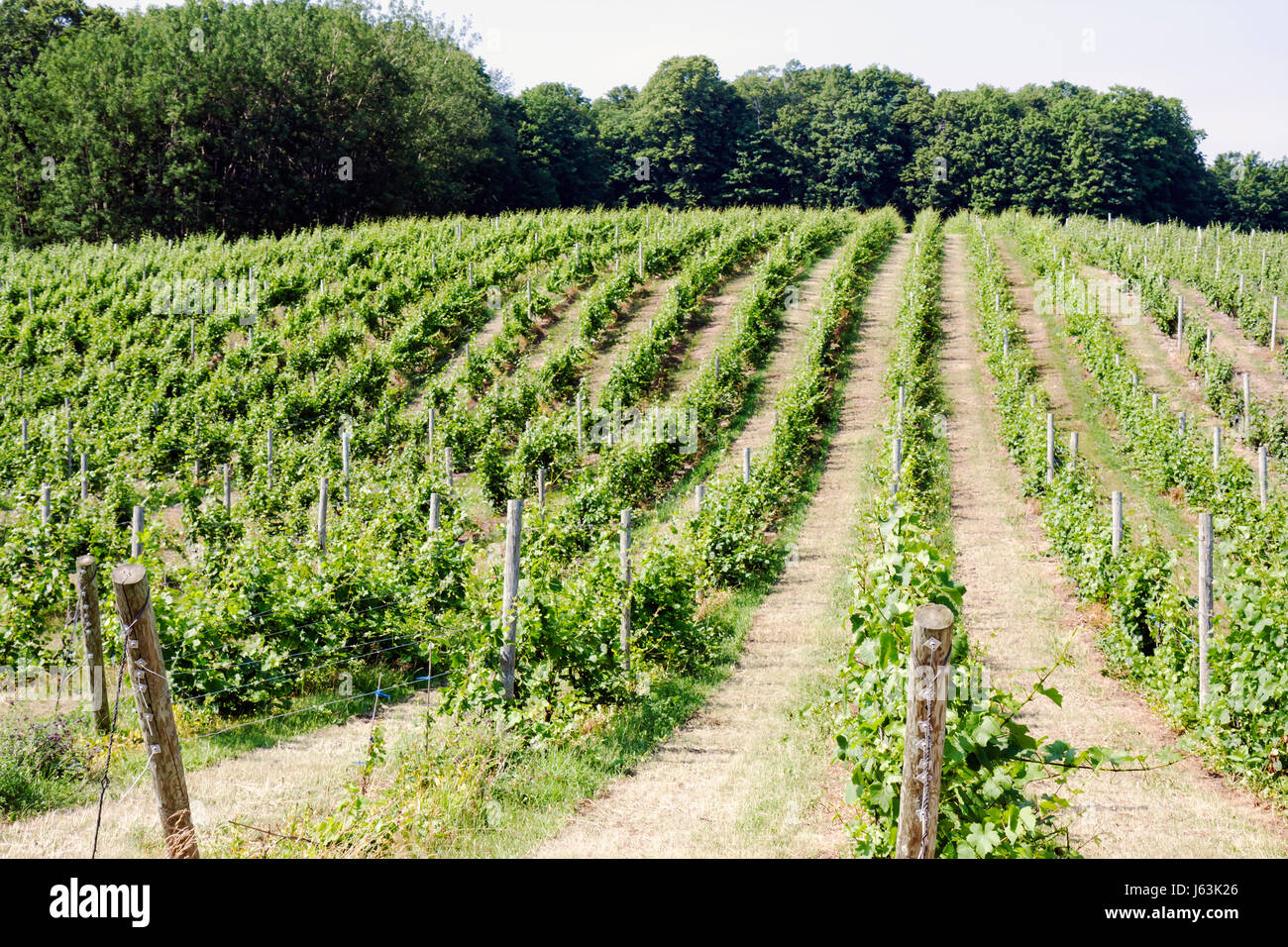 Michigan Traverse City, Leelanau Península, Chateau Fontaine, bodega, viñedos, uvas, enrejado, uvas, plantas, granja, vino embotellado, viticultura, tré Foto de stock