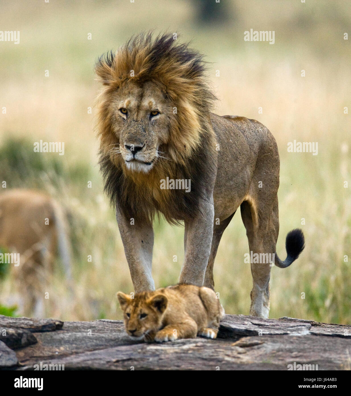 León macho con cachorro fotografías e imágenes de alta resolución - Alamy