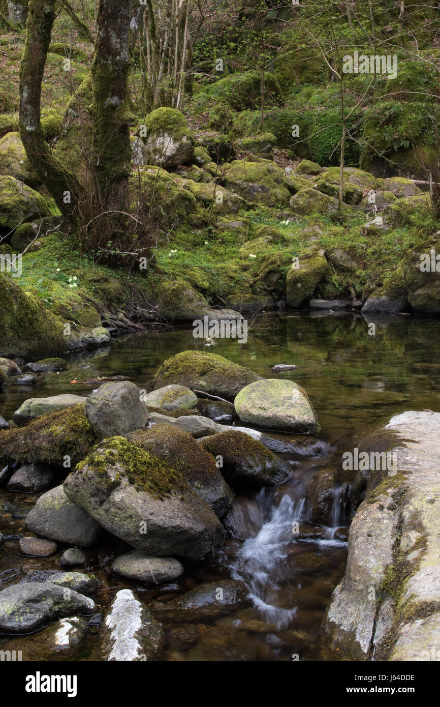 Arroyo de montaña que fluye a través de un bosque caducifolio húmedo en el Parque Nacional de Snowdonia, Gales Foto de stock