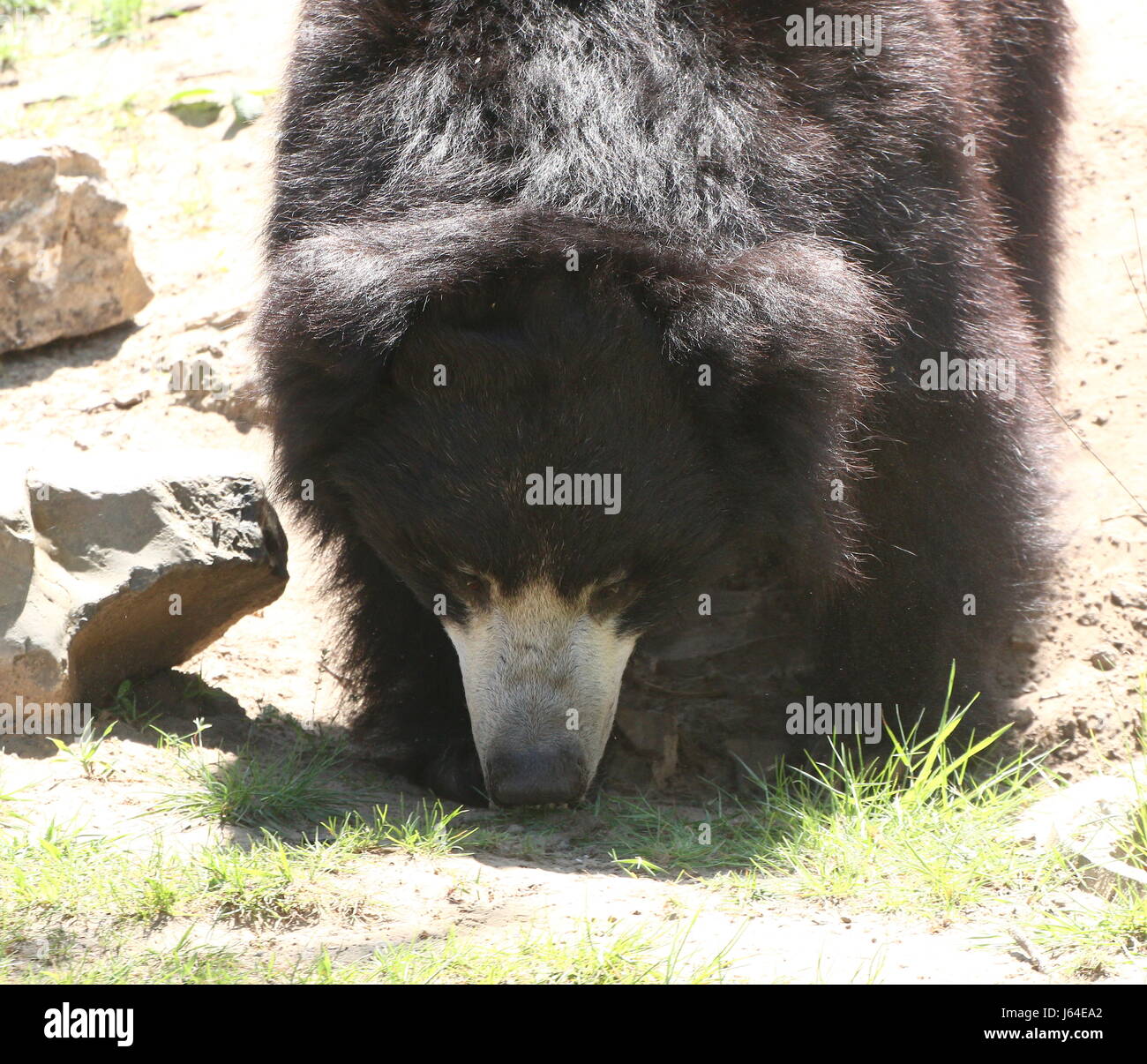 India oso perezoso (Melursus ursinus, Ursus ursinus), también conocido como oso Labiated Asiática. Foto de stock
