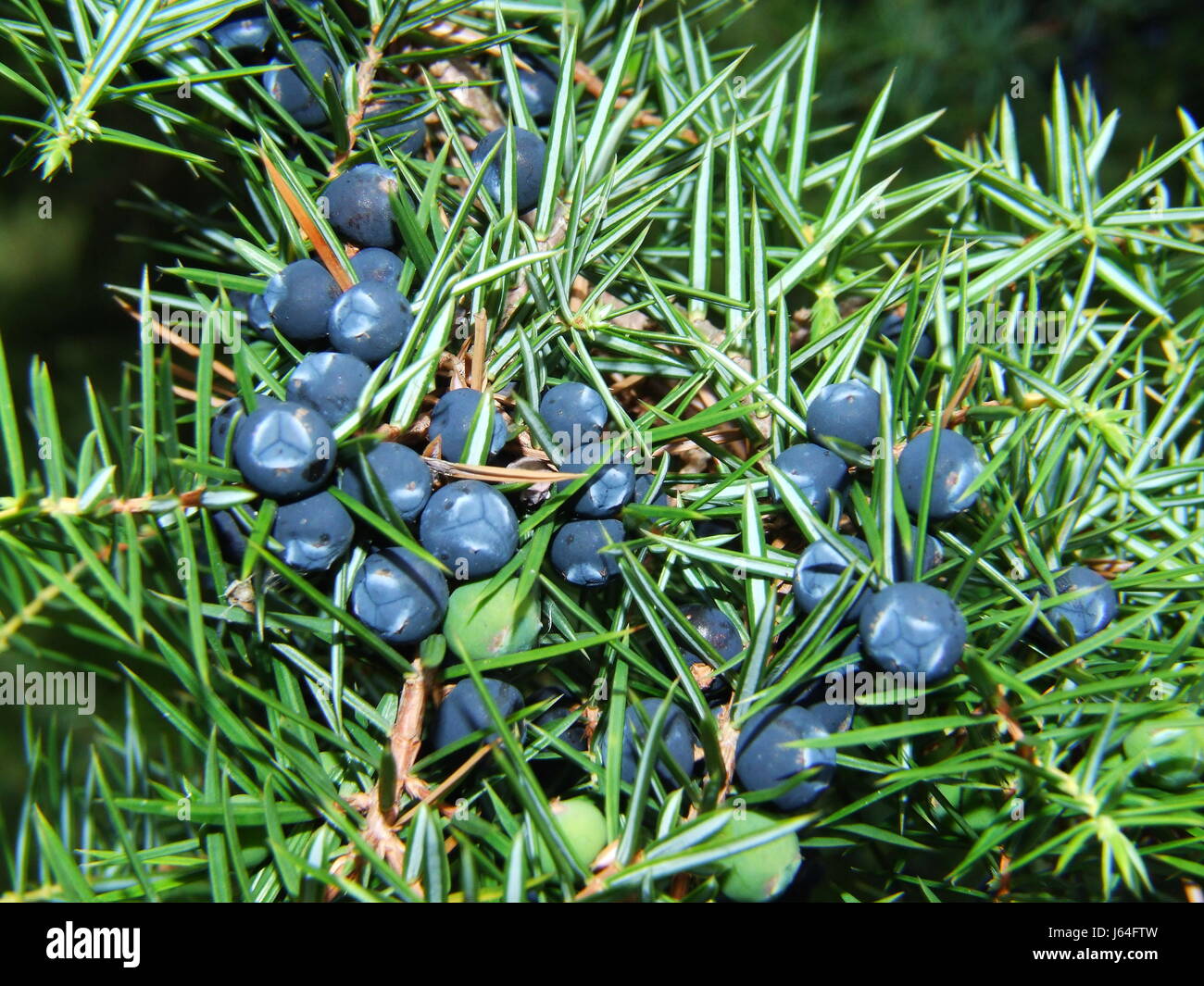 Enebro bayas de enebro azul azul cerca de macro macro Vista cercana de admisión Foto de stock