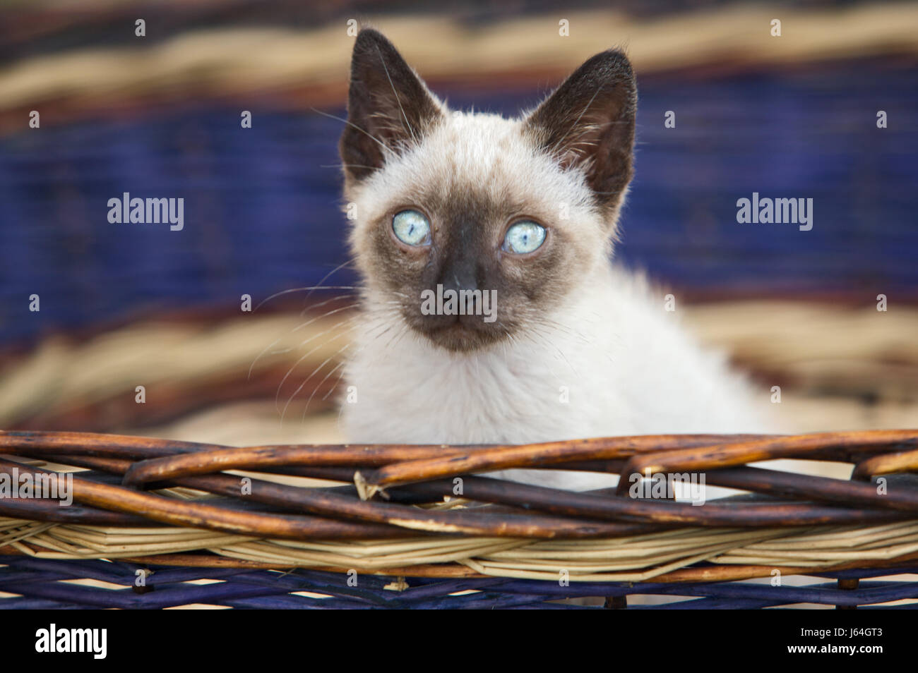 Cesta Pequeña pequeño corto pussycat preciosos gatos siameses gato  doméstico azul Fotografía de stock - Alamy