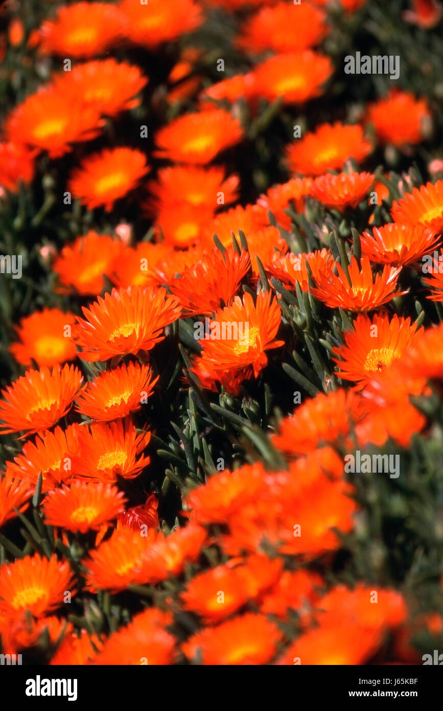 Campo de flora usa america naranja pflanze blume wiese wiese blume pflanze wyoming Foto de stock