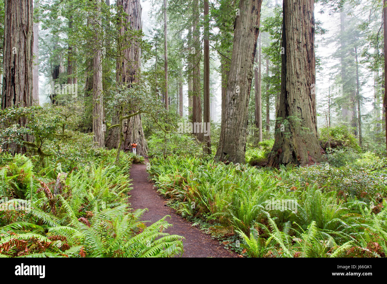 Lady Bird Johnson Grove, en el Parque Nacional Redwood, 'Sequoia sempervirens', caminante comunicando con el antiguo árbol de secoya. Foto de stock