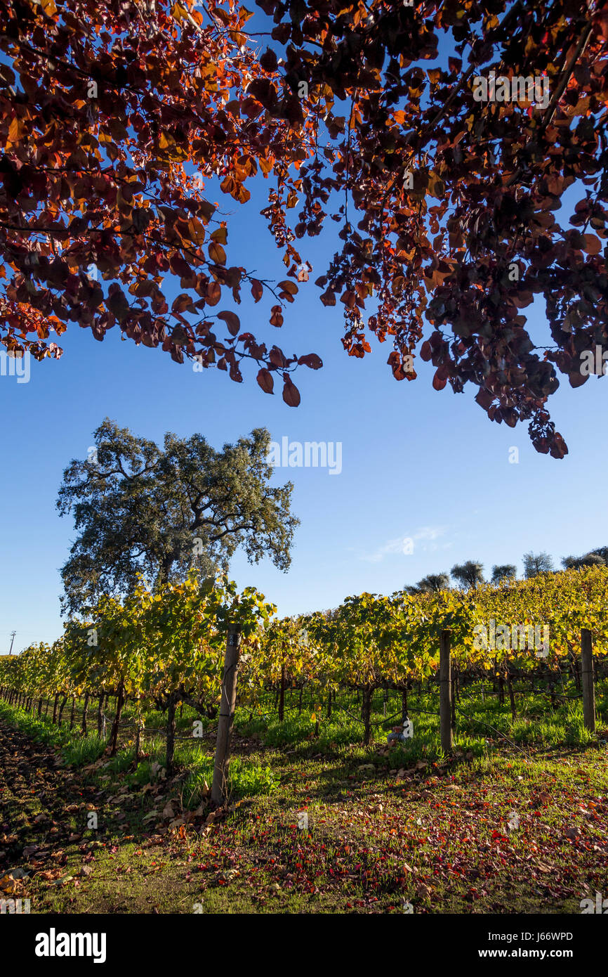 Viñedos de uva, mosto de uva viñedo, viñedo, viñedos, vides, Inglenook, Rutherford, Napa Valley, el condado de Napa, California Foto de stock