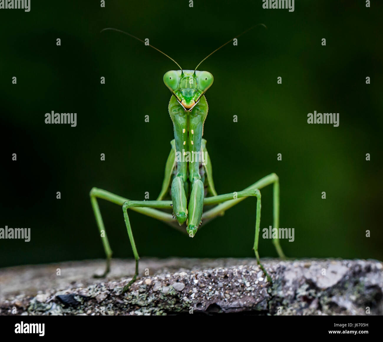 Mantis religiosa Foto de stock