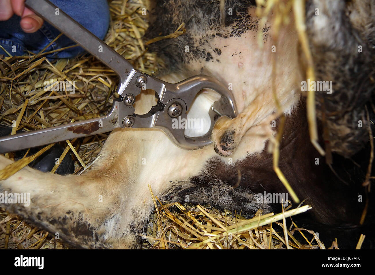 Castration bull fotografías e imágenes de alta resolución Alamy