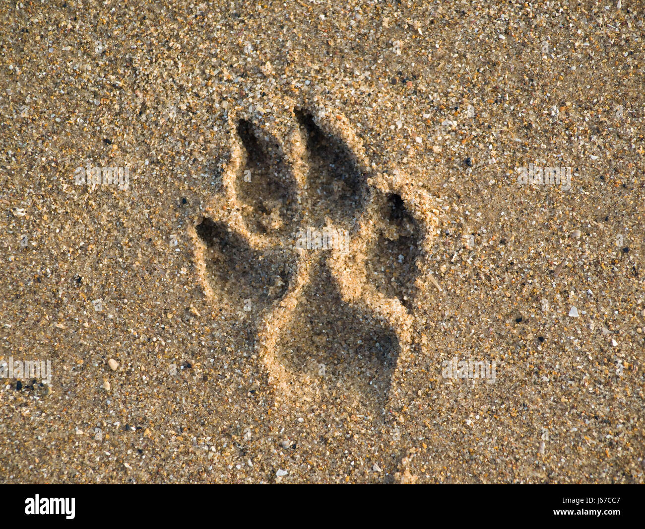 Imprimir la pata de perro sands arena closeup playa agreste costa la playa seashore shell Foto de stock