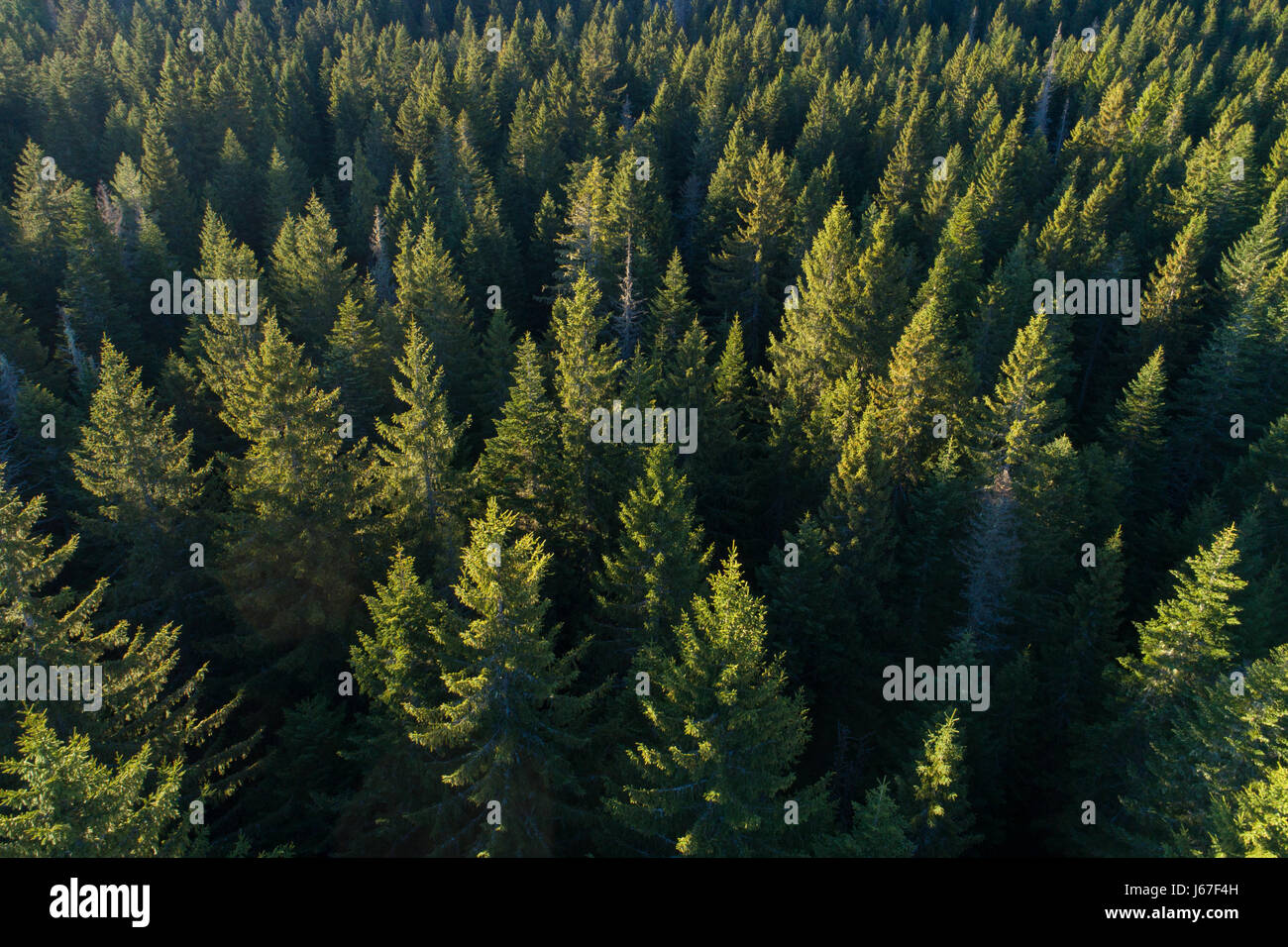 Vista aérea de árboles de hoja perenne. Foto de stock