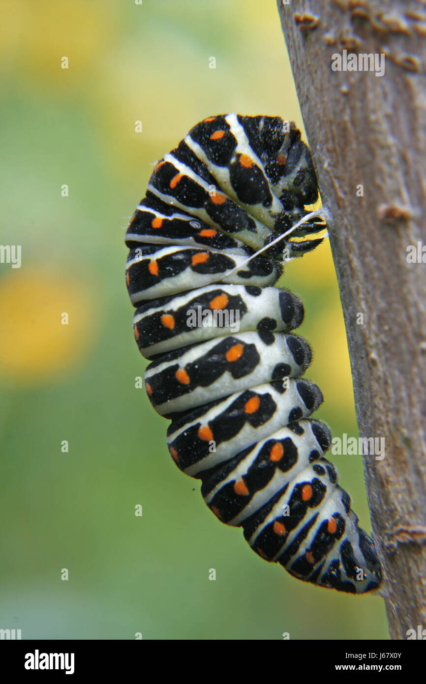 Hilo de oruga fotografías e imágenes de alta resolución - Página 2 - Alamy