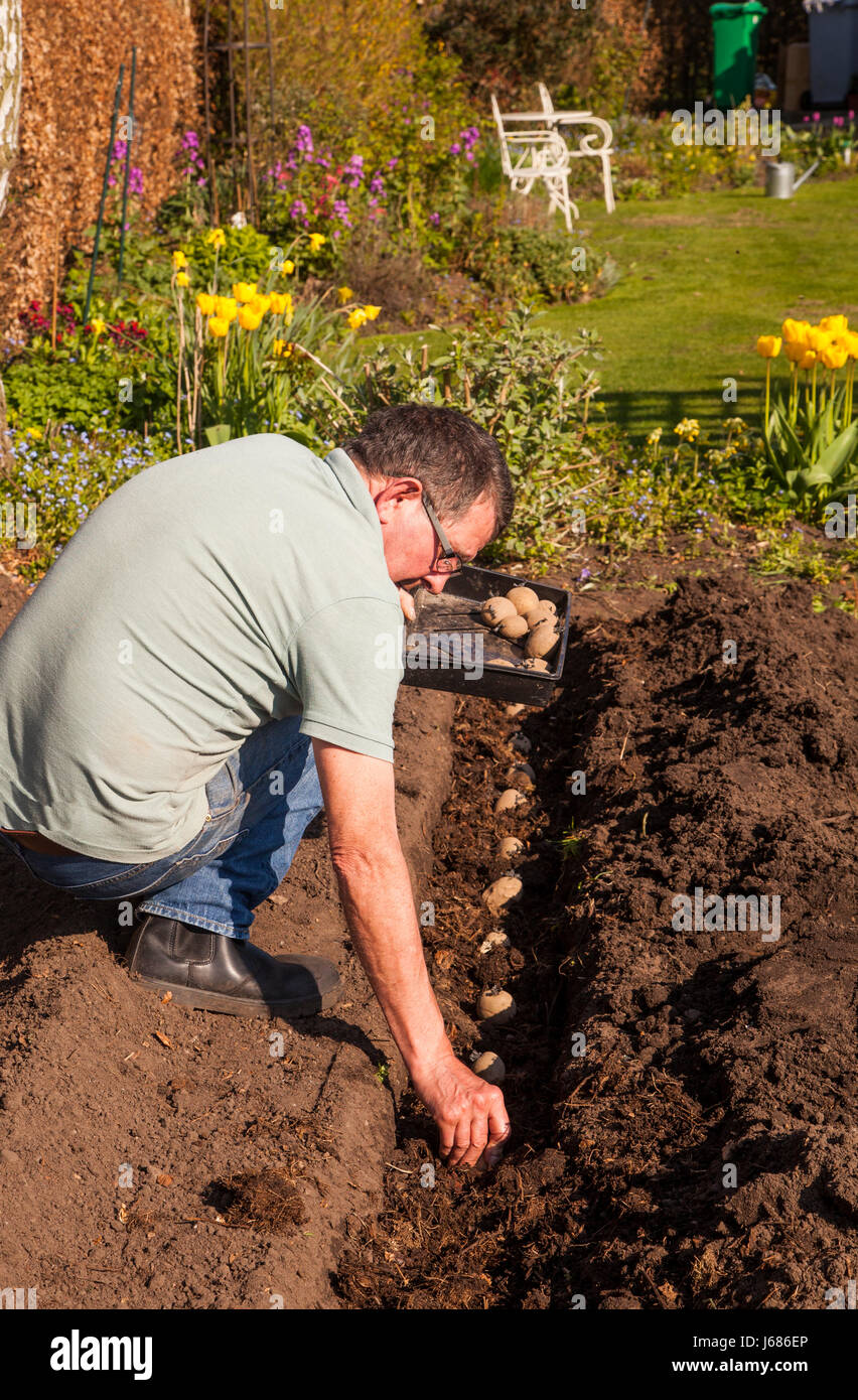 Hombre plantando los primeros tubérculos de semilla de papa en su casa jardín de verduras Foto de stock
