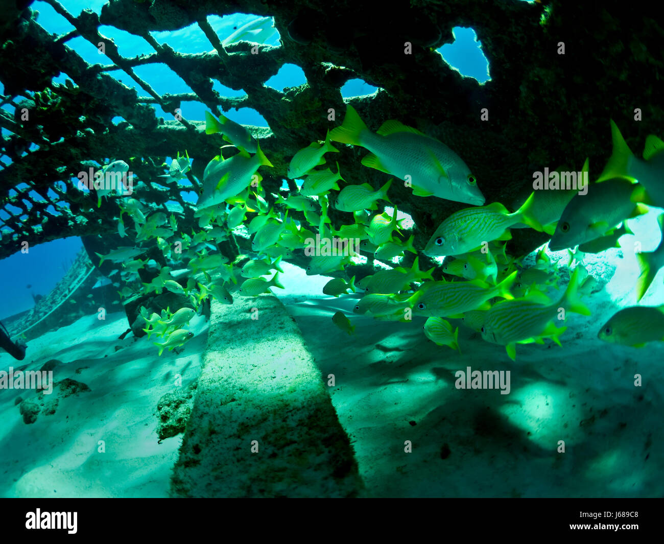 Peces goldstreifen submarino-schnapper fische fischschwarm tauchen unterwasser Foto de stock