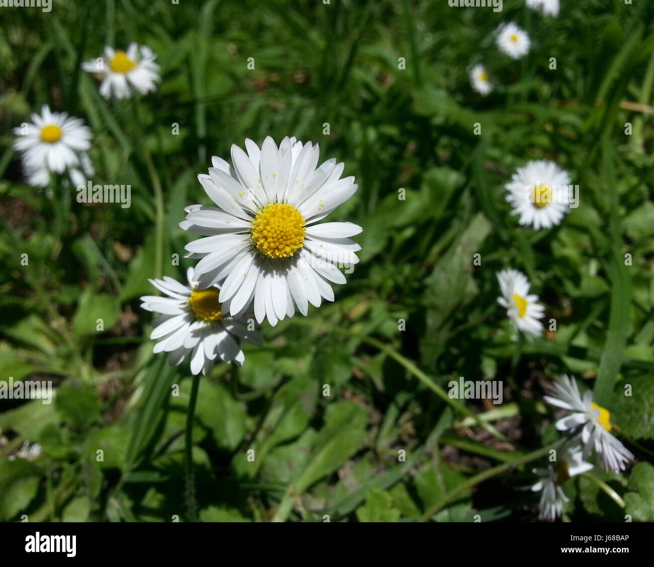 Hermosas flores de color blanco brillante Daisy Foto de stock