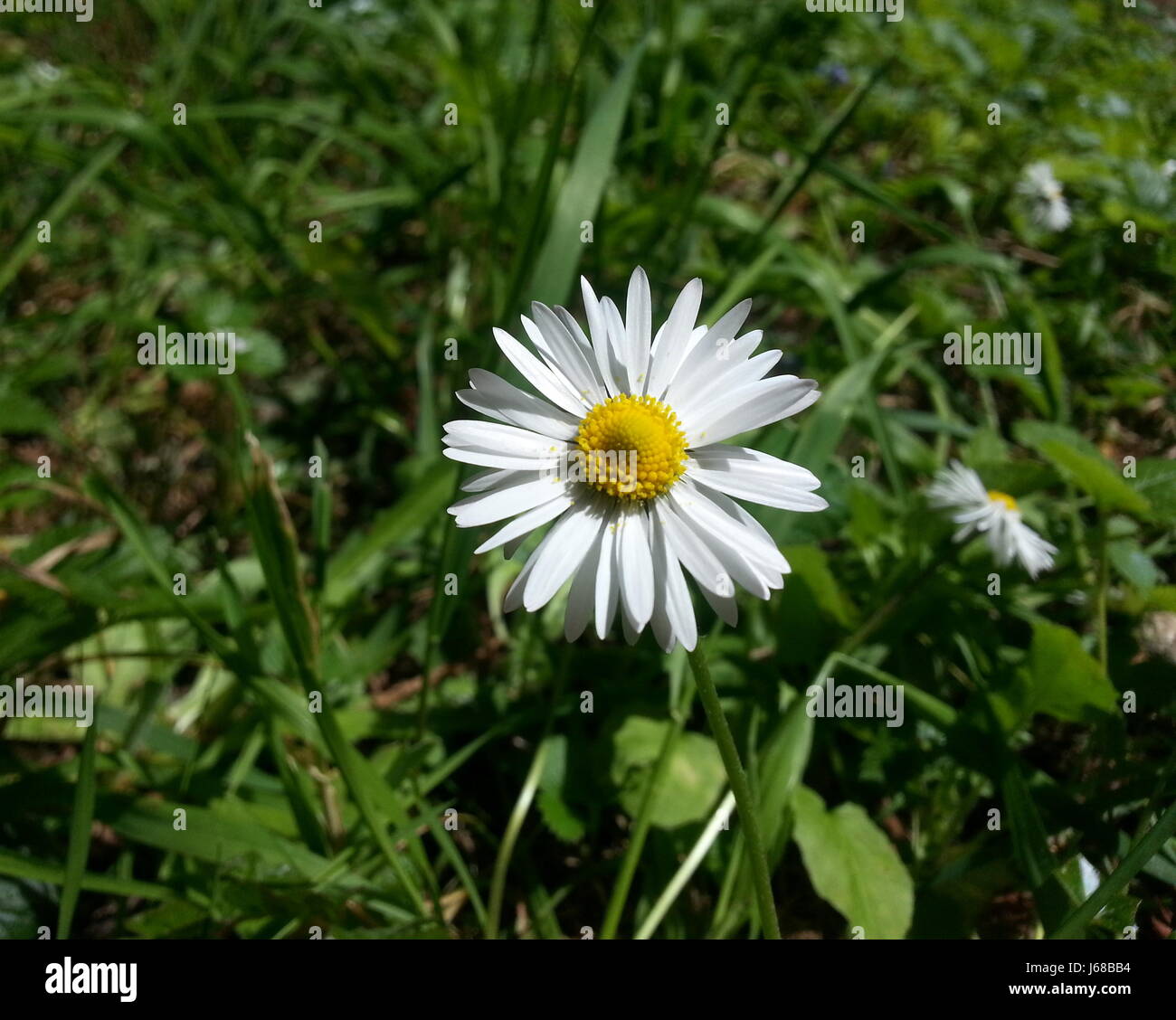 Hermosas flores de color blanco brillante Daisy Foto de stock