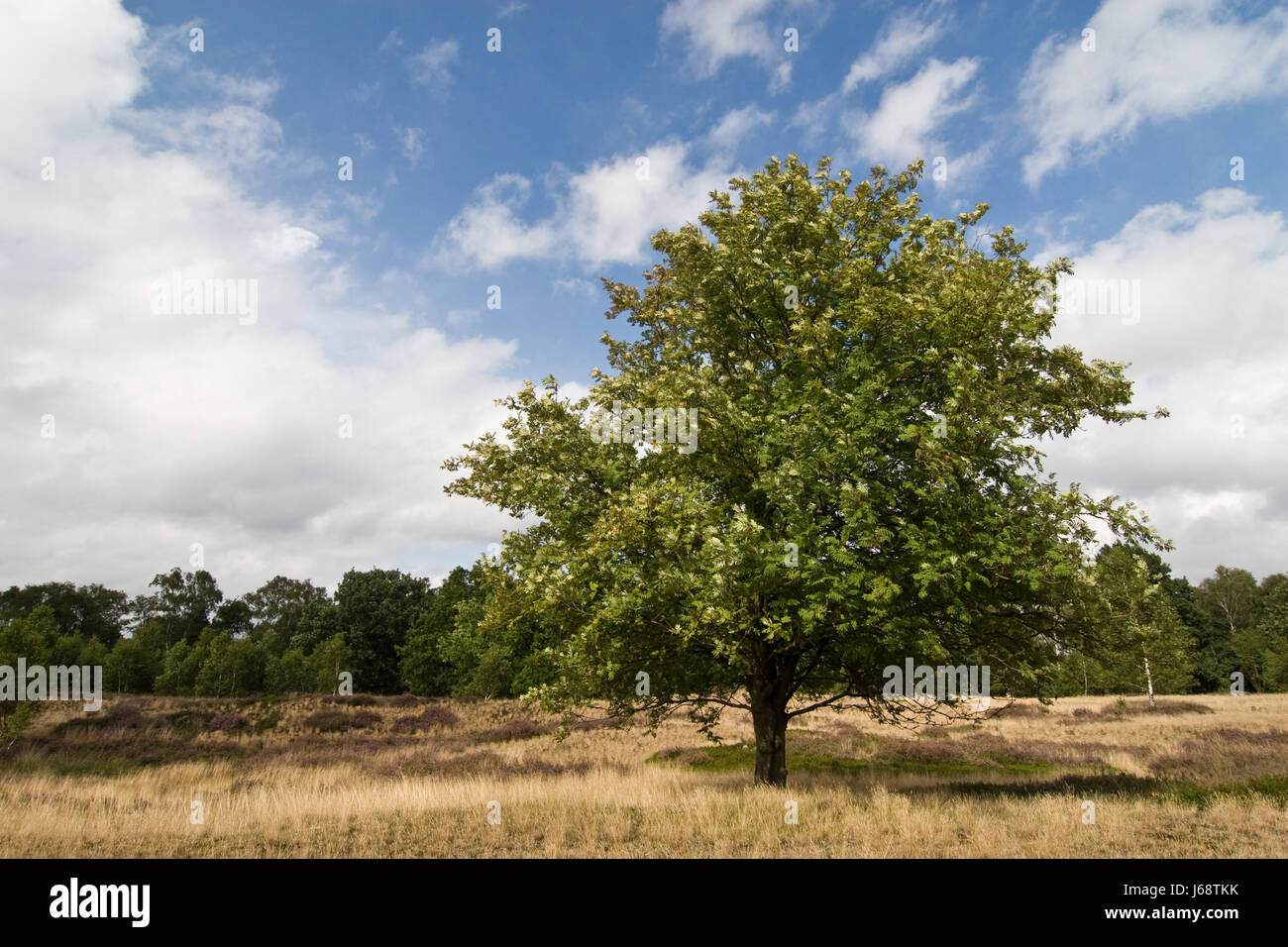 Brezo del árbol Foto de stock